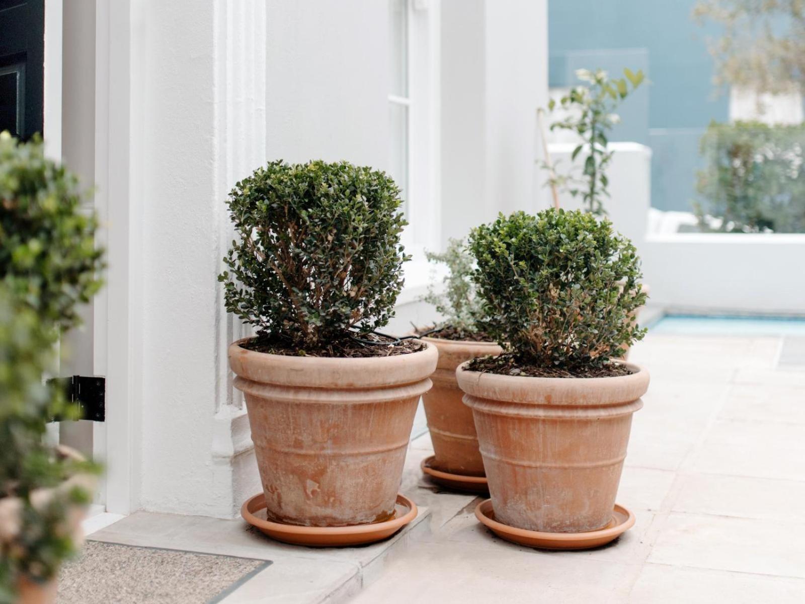 Cape Finest - De Waterkant House Cape Town Ngoại thất bức ảnh